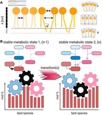 What information is contained in experimentally determined lipid profiles?